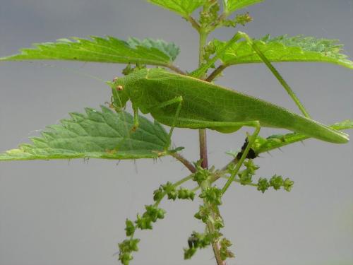 Phaneroptera nana